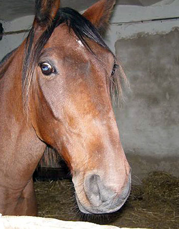 07TORDIS_IwonaDomi03