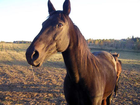 07TORDIS_IwonaDomi06