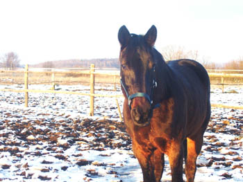 07WinterCopyrightYahdi20