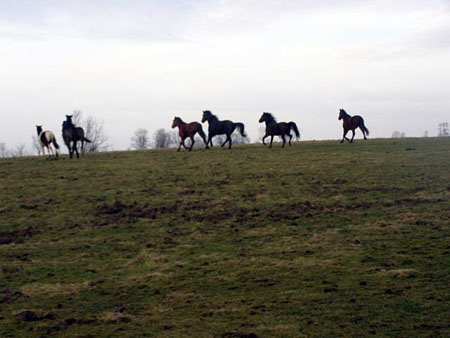 08_02dTORDIS_Trotters