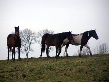 08_02fTORDIS_Trotters