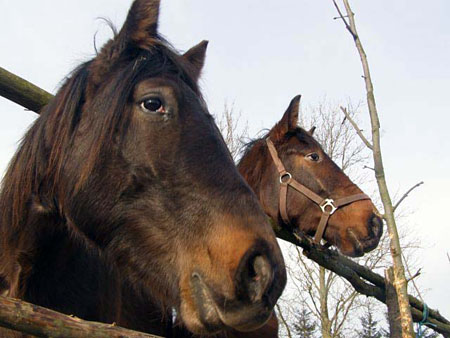 08_02hTORDIS_Baron_Brunet