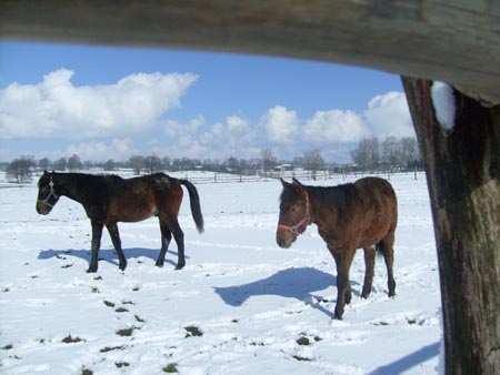 08_03_TORDIS_Easter36