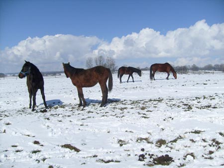 08_03_TORDIS_Easter39