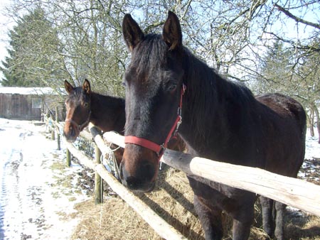 08_03_TORDIS_Easter43