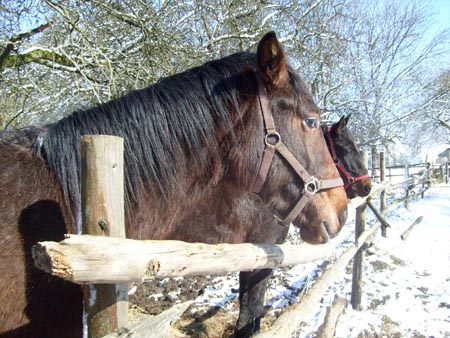 08_03_TORDIS_Easter44