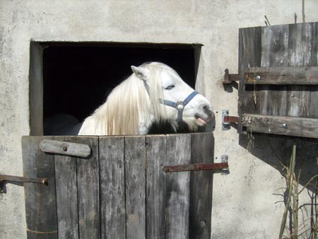 08_03_TORDIS_Easter53