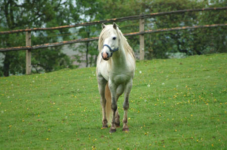 2006FruehlingCopyright#10FE