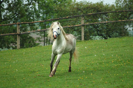 2006FruehlingCopyright#10FF