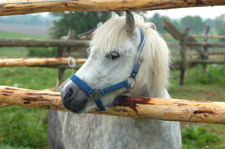 2006FruehlingCopyright#1100