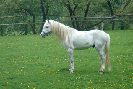 2006FruehlingCopyright#110A