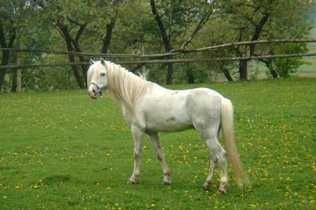 2006FruehlingCopyright#110B