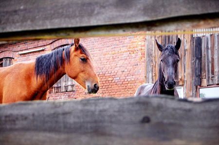 2006FruehlingCopyright#1112