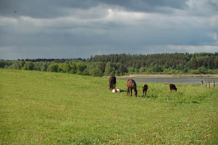 2006FruehlingCopyrights#7C4