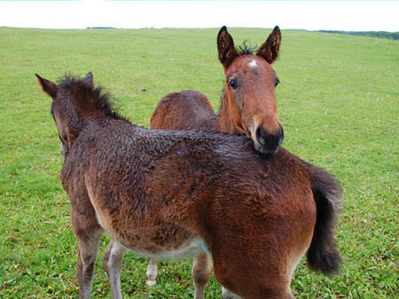 2006FruehlingCopyrights#875