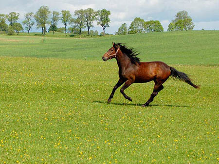 2006FruehlingCopyrights#962