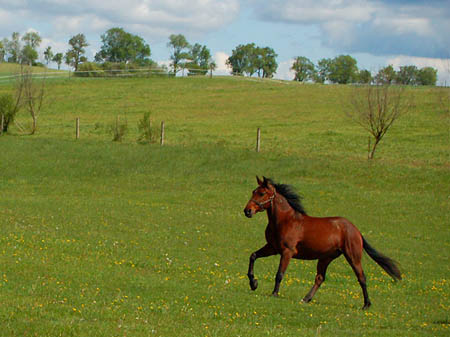 2006FruehlingCopyrights#964