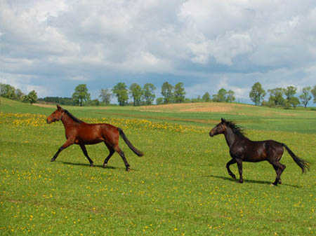 2006FruehlingCopyrights#965