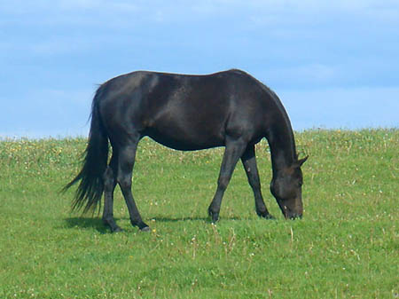 2006FruehlingCopyrights#96A