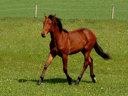 2006FruehlingCopyrights#970