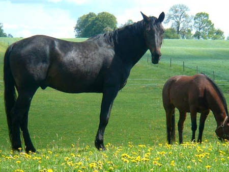 2006FruehlingCopyrights#973