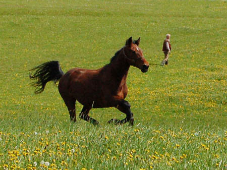 2006FruehlingCopyrights#978