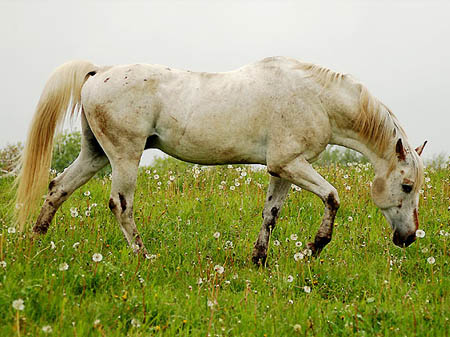 2006FruehlingCopyrights#A4F