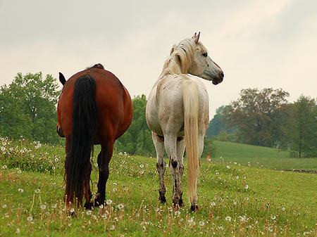 2006FruehlingCopyrights#A50