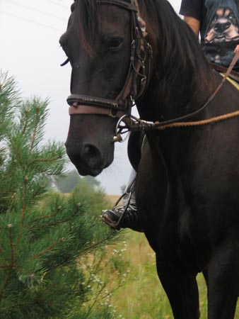 2007TORDISSommer2_05