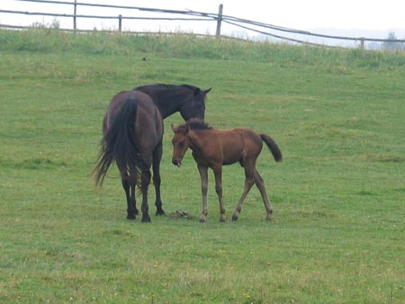 2007TORDISSommer2_07