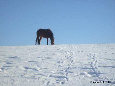 2009_01_Tordis_Pferde3