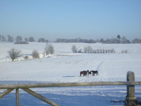 2009_01_Tordis_Pferde6