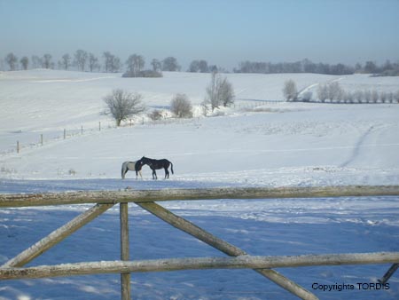 2009_01_Tordis_Pferde7