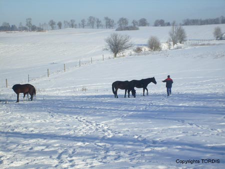 2009_01_Tordis_Pferde9