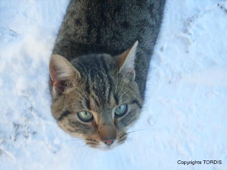 2009_01_Tordis_Winter2