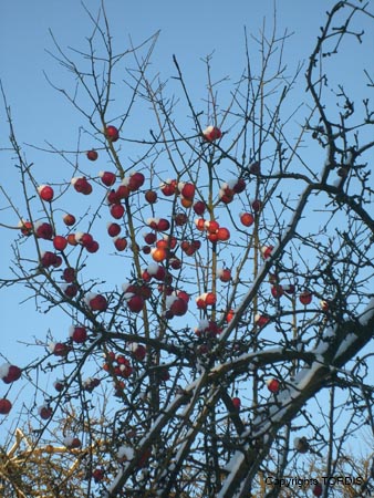 2009_01_Tordis_Winter4