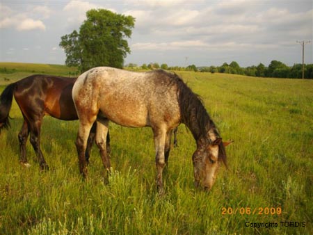 2009_06_Tordis_Caesar