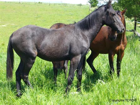 2009_06_Tordis_Diabolo