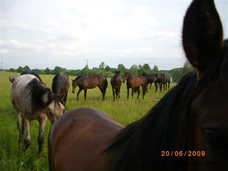 2009_06_Tordis_Herde#7C978C