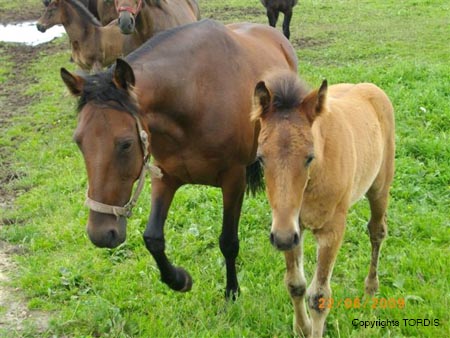 2009_06_Tordis_Viola#7C9830