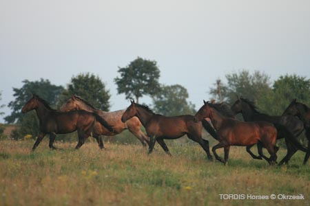 2009_08_Tordis_Horses008