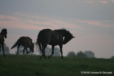 2009_08_Tordis_Horses012