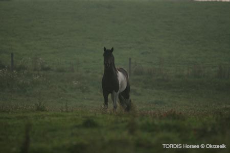 2009_08_Tordis_Horses014