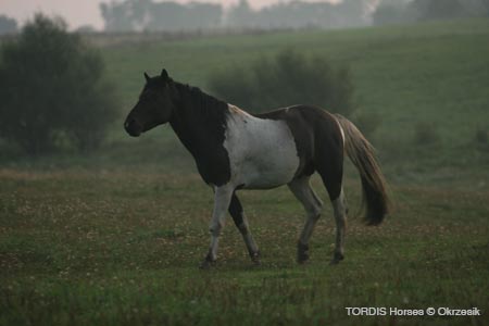 2009_08_Tordis_Horses015