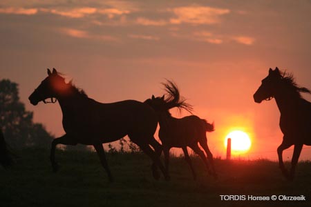 2009_08_Tordis_Horses020