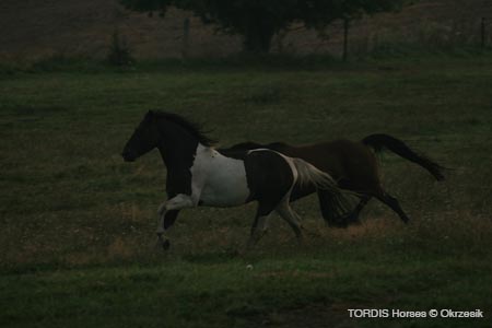 2009_08_Tordis_Horses021