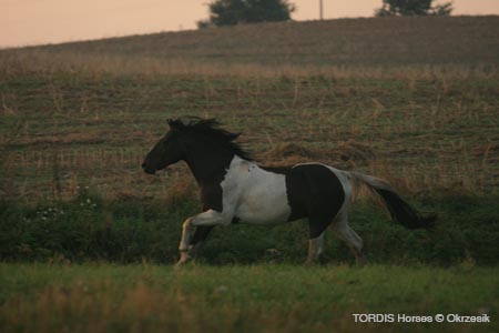 2009_08_Tordis_Horses022