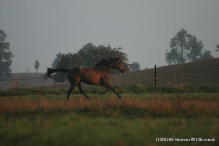 2009_08_Tordis_Horses026