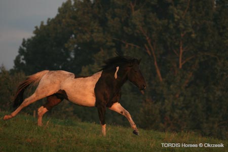 2009_08_Tordis_Horses027
