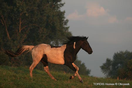 2009_08_Tordis_Horses028